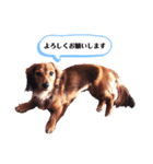 ミニチュアダックスフンドのダーコ日本語（個別スタンプ：7）