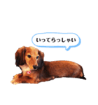 ミニチュアダックスフンドのダーコ日本語（個別スタンプ：12）