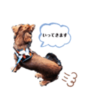 ミニチュアダックスフンドのダーコ日本語（個別スタンプ：13）