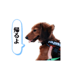 ミニチュアダックスフンドのダーコ日本語（個別スタンプ：15）