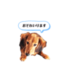 ミニチュアダックスフンドのダーコ日本語（個別スタンプ：18）