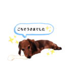 ミニチュアダックスフンドのダーコ日本語（個別スタンプ：19）