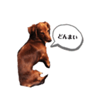 ミニチュアダックスフンドのダーコ日本語（個別スタンプ：21）