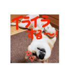 紅次郎と茶々2（個別スタンプ：1）