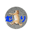 紅次郎と茶々2（個別スタンプ：4）