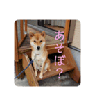 紅次郎と茶々2（個別スタンプ：5）