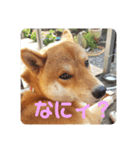 紅次郎と茶々2（個別スタンプ：6）