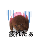 ルルララ夫婦（個別スタンプ：10）