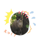 動物達全員集合〜（個別スタンプ：2）
