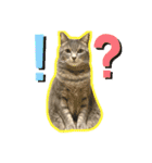 イシイのニャーさん3（個別スタンプ：5）