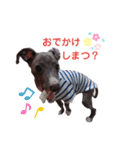 イタグレ  そらくん（個別スタンプ：15）
