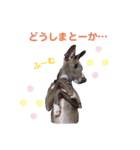 イタグレ  そらくん（個別スタンプ：34）