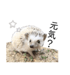 はりねずみのハリー2（個別スタンプ：1）