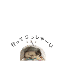 はりねずみのハリー2（個別スタンプ：6）