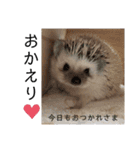 はりねずみのハリー2（個別スタンプ：9）