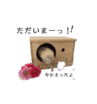 はりねずみのハリー2（個別スタンプ：13）