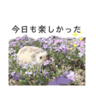 はりねずみのハリー2（個別スタンプ：14）