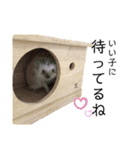 はりねずみのハリー2（個別スタンプ：16）