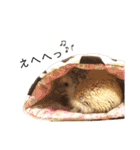 はりねずみのハリー2（個別スタンプ：27）