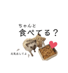 はりねずみのハリー2（個別スタンプ：29）