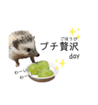 はりねずみのハリー2（個別スタンプ：32）