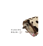 はりねずみのハリー2（個別スタンプ：35）