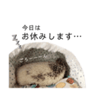 はりねずみのハリー2（個別スタンプ：40）