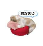 ランちゃん。01（個別スタンプ：4）