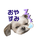 ランちゃん。01（個別スタンプ：5）