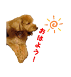 愛犬ちょこびのスタンプ（個別スタンプ：1）