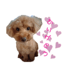 愛犬ちょこびのスタンプ（個別スタンプ：6）