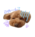 愛犬ちょこびのスタンプ（個別スタンプ：7）