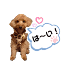 愛犬ちょこびのスタンプ（個別スタンプ：9）