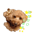 愛犬ちょこびのスタンプ（個別スタンプ：10）