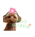 愛犬ちょこびのスタンプ（個別スタンプ：12）