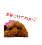愛犬ちょこびのスタンプ（個別スタンプ：13）