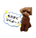 愛犬ちょこびのスタンプ（個別スタンプ：14）