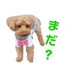 愛犬ちょこびのスタンプ（個別スタンプ：15）