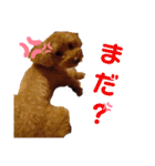愛犬ちょこびのスタンプ（個別スタンプ：16）