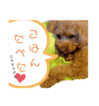 愛犬ちょこびのスタンプ（個別スタンプ：18）