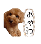 愛犬ちょこびのスタンプ（個別スタンプ：19）