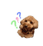 愛犬ちょこびのスタンプ（個別スタンプ：20）