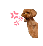 愛犬ちょこびのスタンプ（個別スタンプ：22）