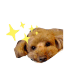 愛犬ちょこびのスタンプ（個別スタンプ：24）