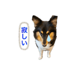 シェルティ 来（個別スタンプ：1）