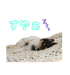 シェルティ 来（個別スタンプ：2）