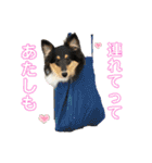シェルティ 来（個別スタンプ：3）
