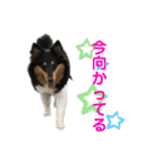シェルティ 来（個別スタンプ：9）