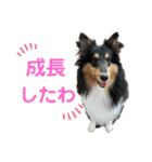 シェルティ 来（個別スタンプ：14）