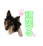シェルティ 来（個別スタンプ：15）